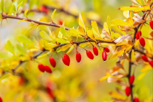 Berberine vs. Metformin: Why This Supplement Ingredient Is Gaining Popularity